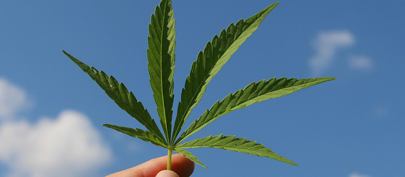Cannabis-Clubs nicht steuerbegünstigt